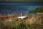 Great Egret Taking Off