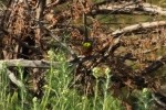 Painted Bunting