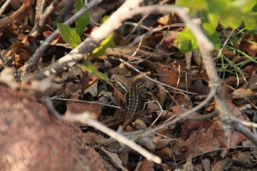 Eastern Fence Lizard in Brush