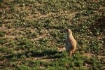 Prairie Dog on Watch