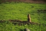 Prairie Dog Grooming