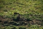 Prairie Dog Watch Group