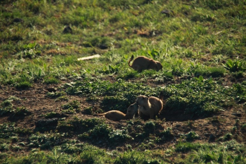 Prairie Dog Nuzzles