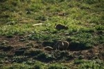 Prairie Dog Nuzzles