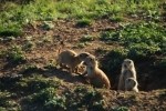 Prairie Dog Group