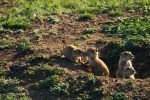 Prairie Dog Nuzzling