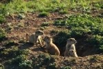 Prairie Dog Lookouts