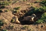 Prairie Dog Stretches