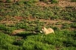 Prairie Dog Eating Grass