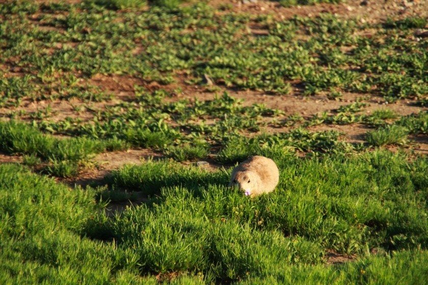 Prairie Dog and Prairie Verbena