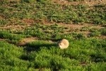 Prairie Dog and Prairie Verbena