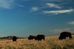 Plains Bison Grazing