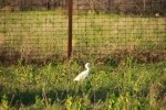 Cattle Egret Foraging