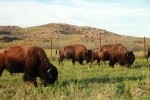 Plains Bison Grazing