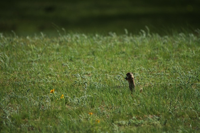 RMNP Wyoming Ground Squirrel