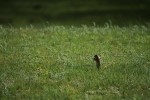 RMNP Wyoming Ground Squirrel