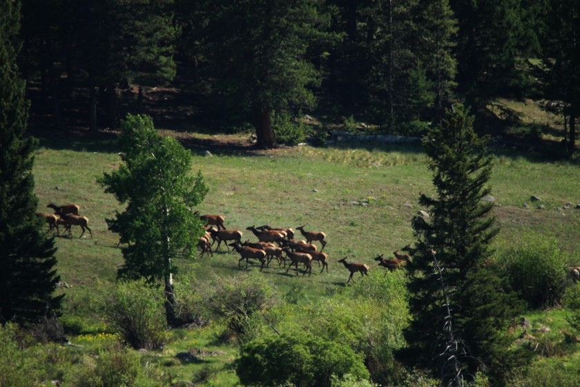RMNP Elk Herd