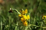 RMNP Bee