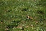 RMNP Wyoming Ground Squirrel