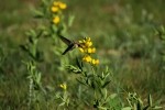 RMNP Broad-Tailed Hummingbird