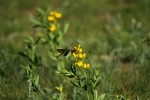 RMNP Broad-Tailed Hummingbird