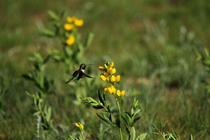 RMNP Broad-Tailed Hummingbird