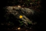 RMNP Heartleaf Arnica