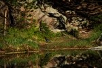 RMNP Stellers Jay