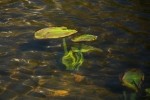 RMNP Nymph Lake Lily Pad