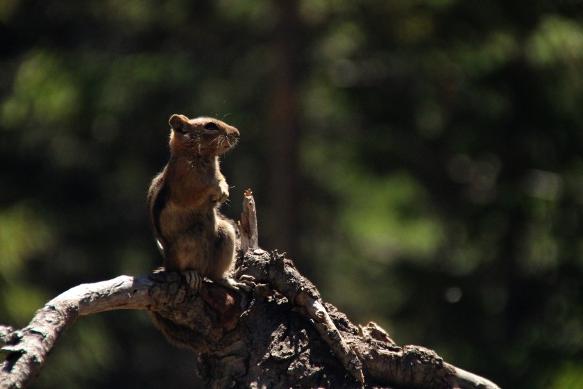 RMNP Golden Mantle Ground Squirrel