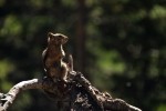 RMNP Golden Mantle Ground Squirrel
