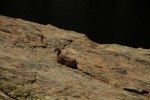 RMNP Golden Mantle Ground Squirrel