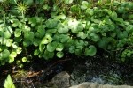 RMNP Stream Plants