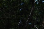 RMNP Stellers Jay