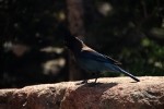 RMNP Stellers Jay