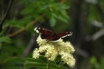 RMNP Mourning Cloak Butterfly