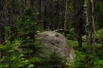 RMNP Lichen on Boulder