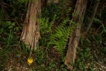 RMNP Sprague Lake Fern