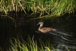RMNP Ring-Necked Duck