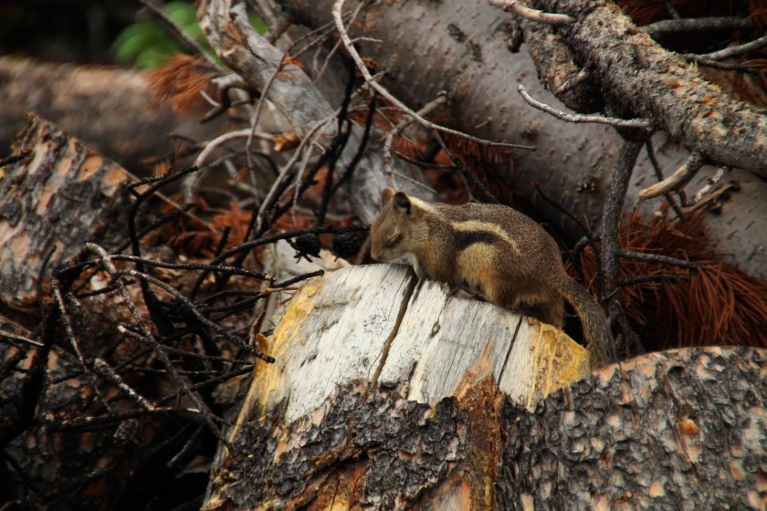 RMNP Golden Mantle Ground Squirrel