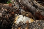 RMNP Golden Mantle Ground Squirrel