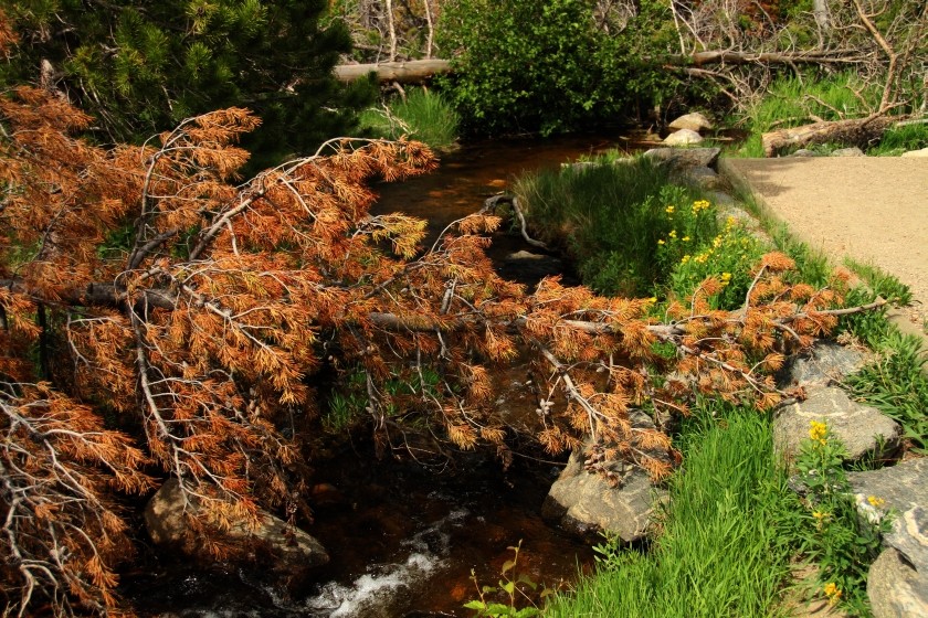 RMNP Sprague Lake Fallen Pine