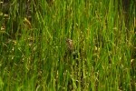 RMNP Female Red-Winged Blackbird