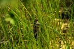 RMNP Female Red-Winged Blackbird