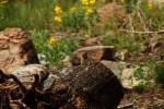 RMNP Golden Mantle Ground Squirrel