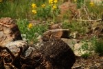 RMNP Golden Mantle Ground Squirrel