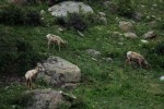 RMNP Big Horn Sheep