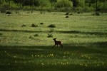 RMNP Elk Fawn Prancing