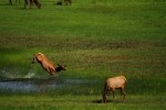 RMNP Elk Pond Splashing