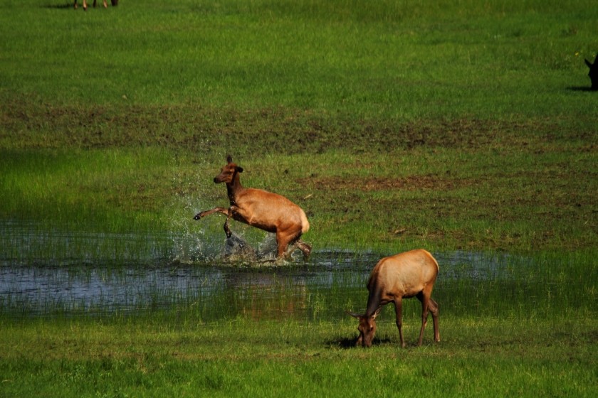 RMNP Elk Pond Frolicking